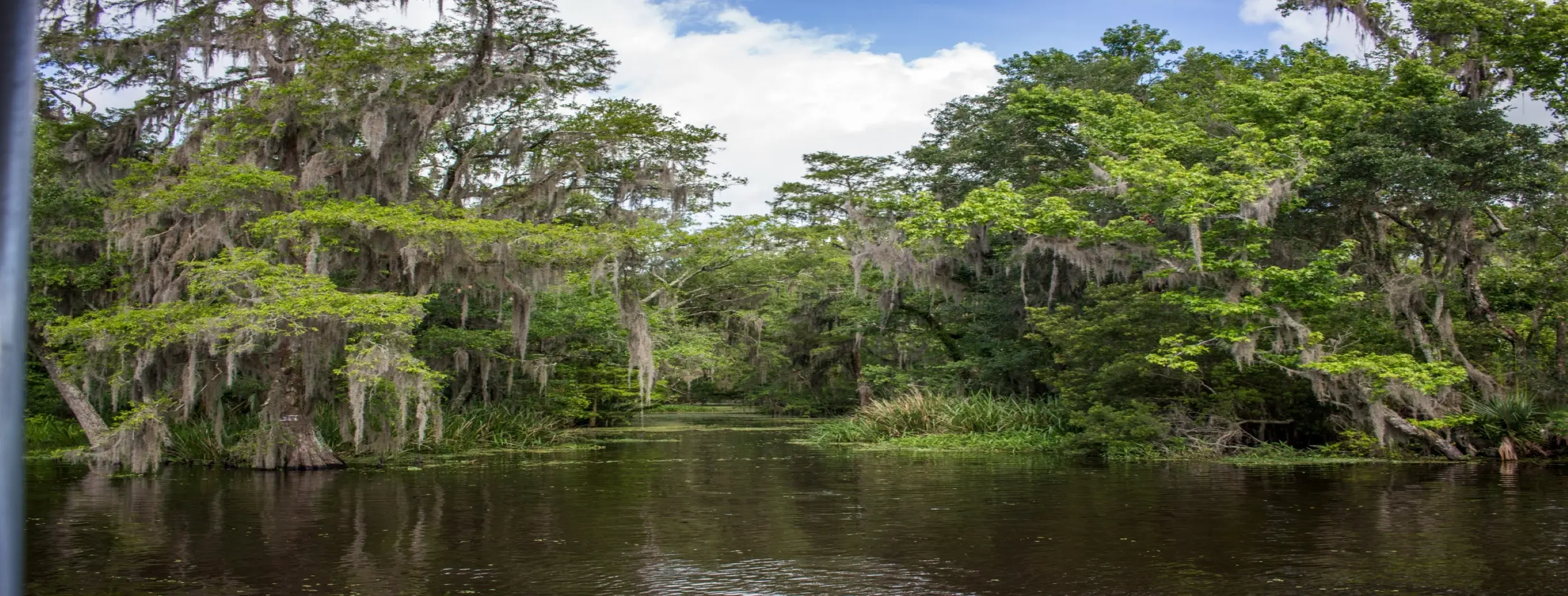 Image for Bayou Beauty